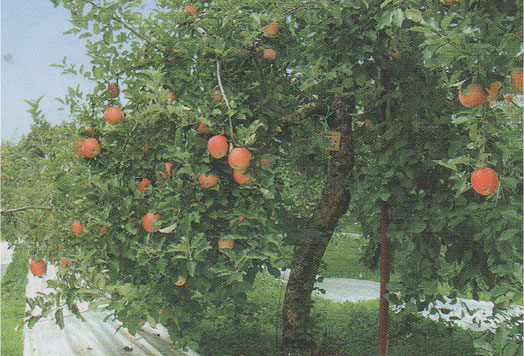 りんごの樹オーナー農園