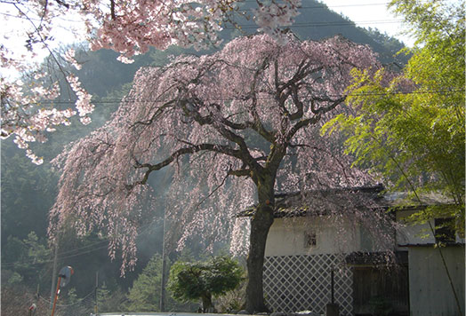 大島馬合（まごう）のしだれ桜