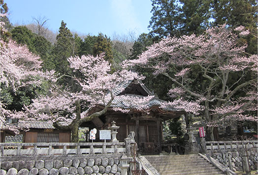 阿島安養寺（あんようじ）の桜
