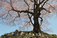 富田　六地蔵桜