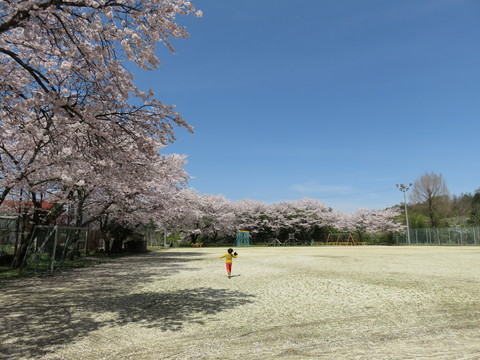 富田　喬木第二小学校の桜