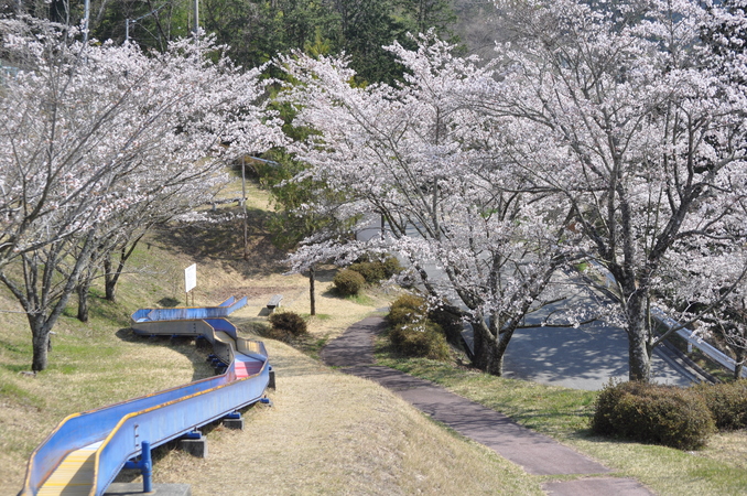 諸原公園の滑り台と桜
